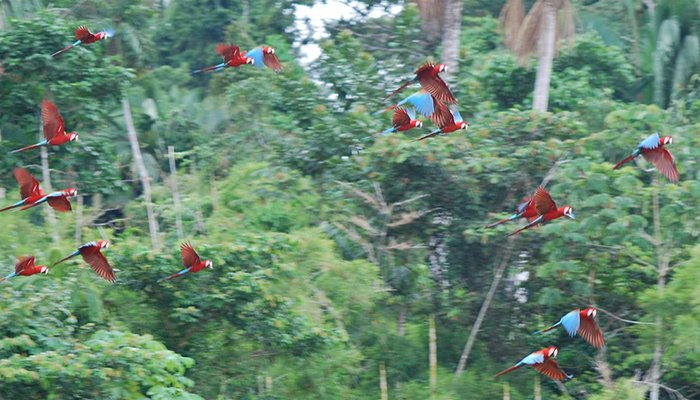 Amazon Rainforest Jungle Manu National Park