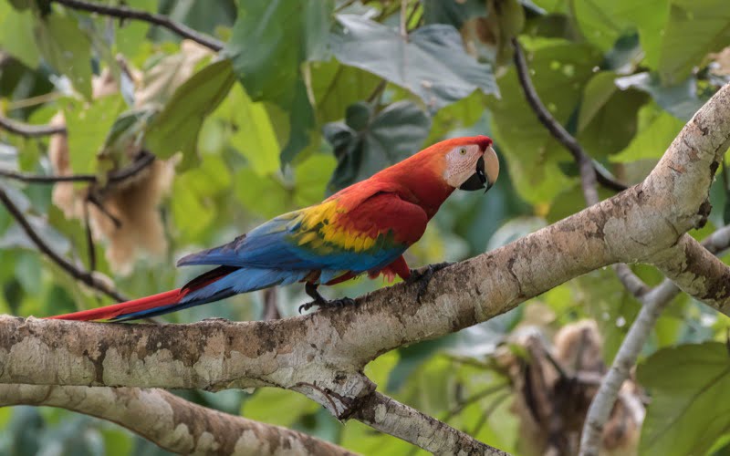 Birdwatching at Manu National Park