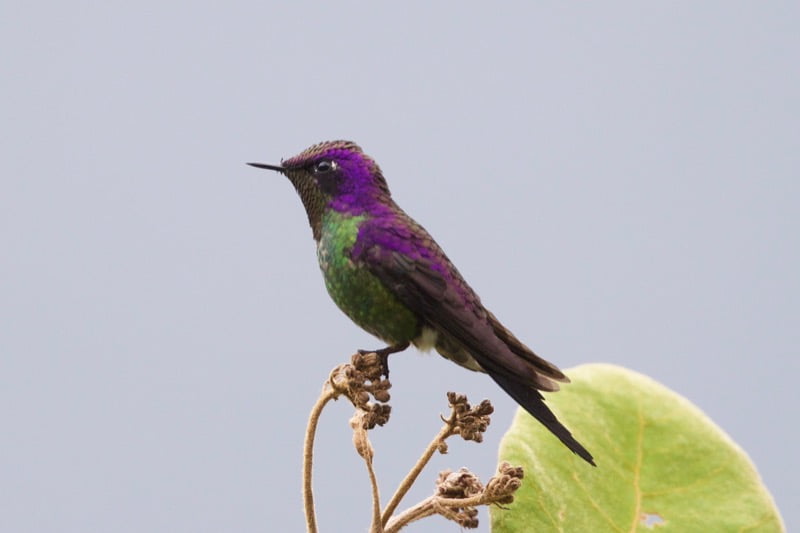 Birdwatching at Abra Malaga