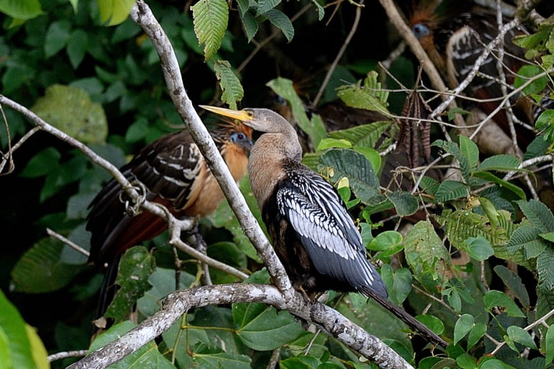 Birdwatching at Tambopata National Reserve