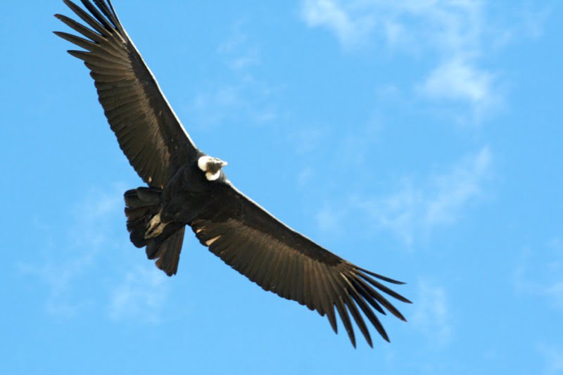 Birdwatching at Colca Canyon and Colca Valley