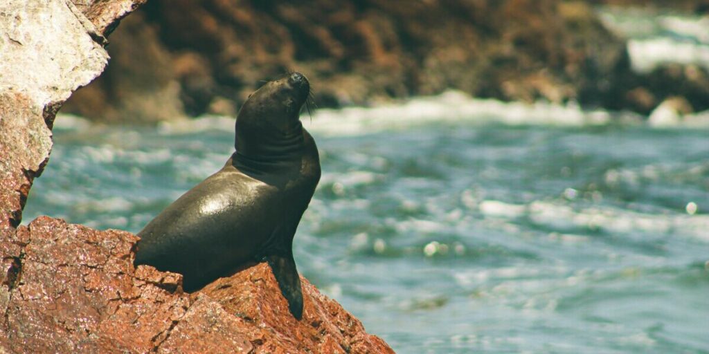 A South American sea lion with dark brown fur rests on sunlit, reddish coastal rocks beside the choppy turquoise waters of the Pacific Ocean in Paracas, Peru.
