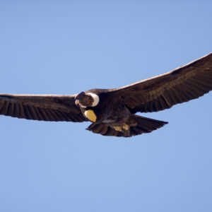 An Andean condor soaring through the sky.
