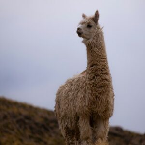 Olga's Ayacucho Adventure