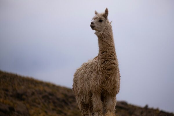 Jennifer's Trip to Peru