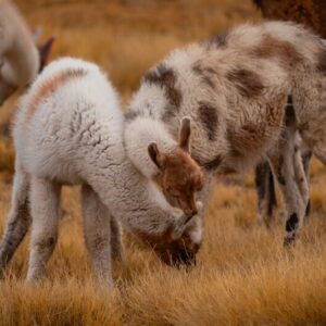Adriana’s Sacred Valley & Cusco Private Journey