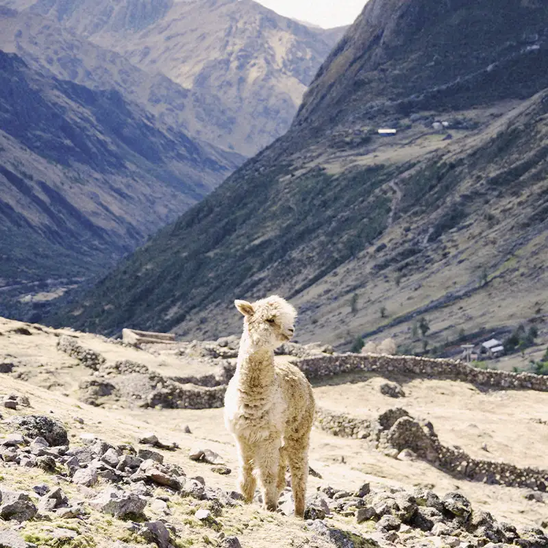 Alanna’s Journey through the Andes