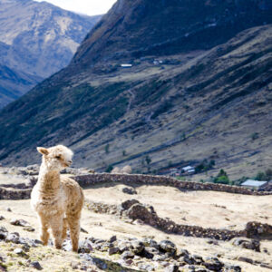 A llama standing in front of an enclosure.