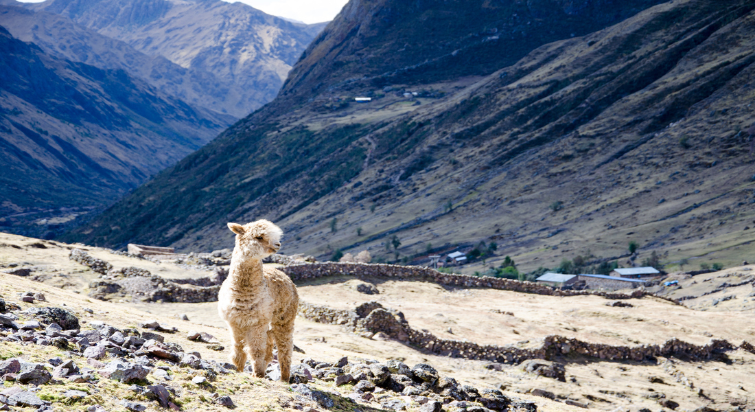 A llama standing in front of an enclosure.