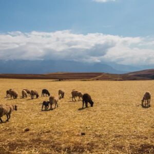 A flock of sheep grazing in a dry, golden field in the Sacred Valley of Peru, with the Andes mountains in the background.