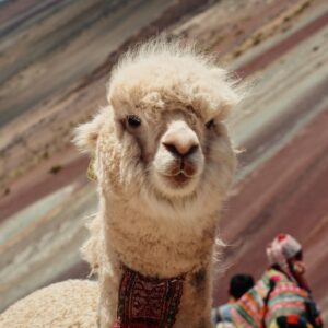 A llama at Rainbow Mountain in Peru.