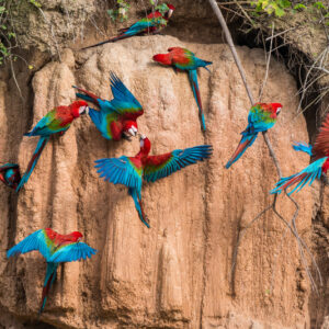 Peru Essence: Cusco & the Amazon for Stephen